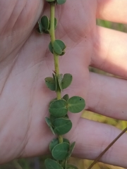 Chamaecrista brachyrachis