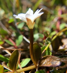 Epilobium komarovianum