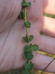Chamaecrista brachyrachis