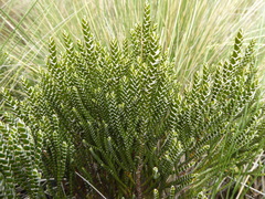 Andicolea ferruginea