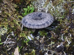 Entoloma percrinitum