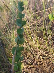 Chamaecrista brachyrachis