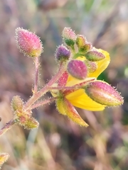 Chamaecrista brachyrachis