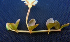 Epilobium komarovianum