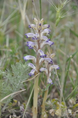 Orobanche cernua