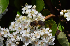 Apis mellifera