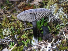 Entoloma percrinitum
