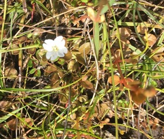 Epilobium komarovianum
