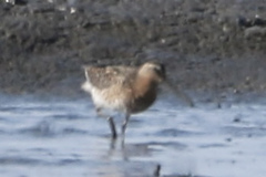 Limnodromus griseus griseus