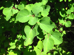 Spiraea blumei
