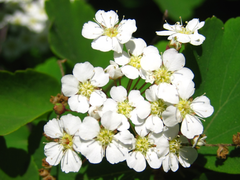 Spiraea blumei