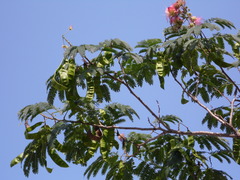 Albizia julibrissin