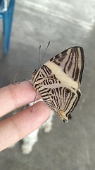 Colobura dirce