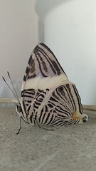 Colobura dirce