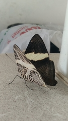 Colobura dirce