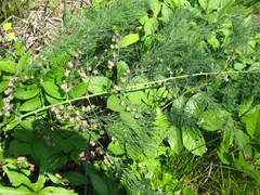 Asparagus oligoclonos