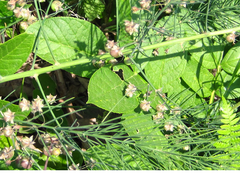 Asparagus oligoclonos