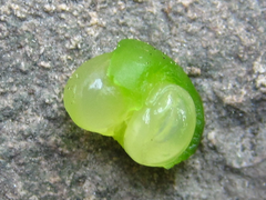 Asparagus oligoclonos