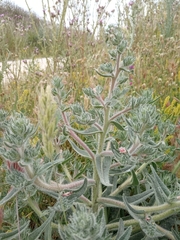Echium asperrimum