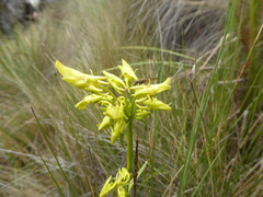Halenia umbellata