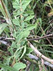 Jamesbrittenia grandiflora