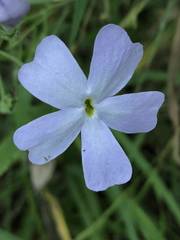 Jamesbrittenia grandiflora
