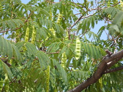 Albizia julibrissin