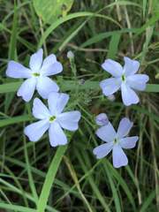Jamesbrittenia grandiflora