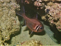 Trachichthys australis