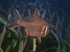 Trachichthys australis