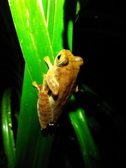 Rhacophorus margaritifer