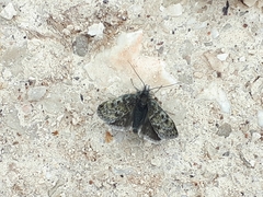 Metaxmeste phrygialis