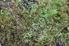 Plagiomnium ellipticum