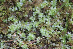 Plagiomnium ellipticum