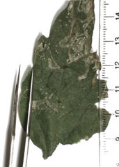 Phytomyza syngenesiae