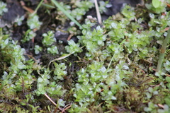 Plagiomnium ellipticum