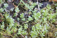 Plagiomnium ellipticum