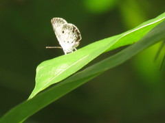 Megisba malaya sikkima