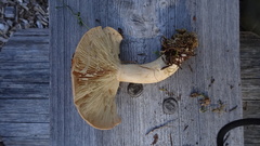 Lactarius trivialis