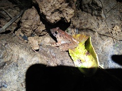 Limnonectes microdiscus