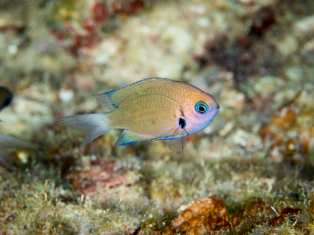 Pacific Bronze Chromis