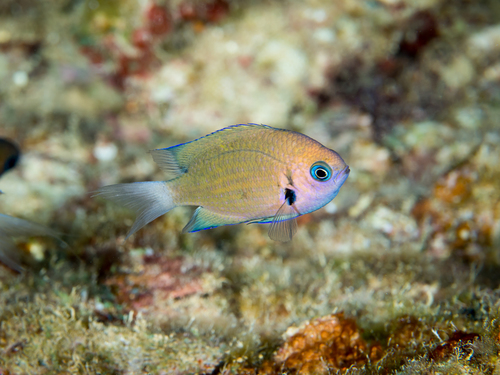 Pycnochromis pacifica (Allen & Erdmann, 2020)