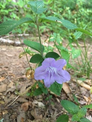 Ruellia purshiana