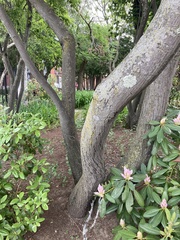 Angiospermae