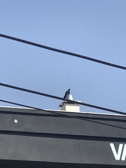 Corvus cornix