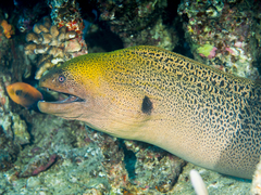 Giant moray eel