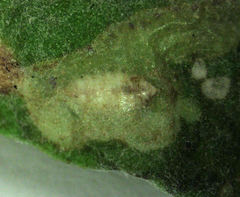 Phytomyza syngenesiae