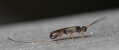 Hecabolus sulcatus