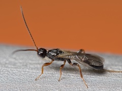 Hecabolus sulcatus