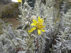 Senecio sublutescens